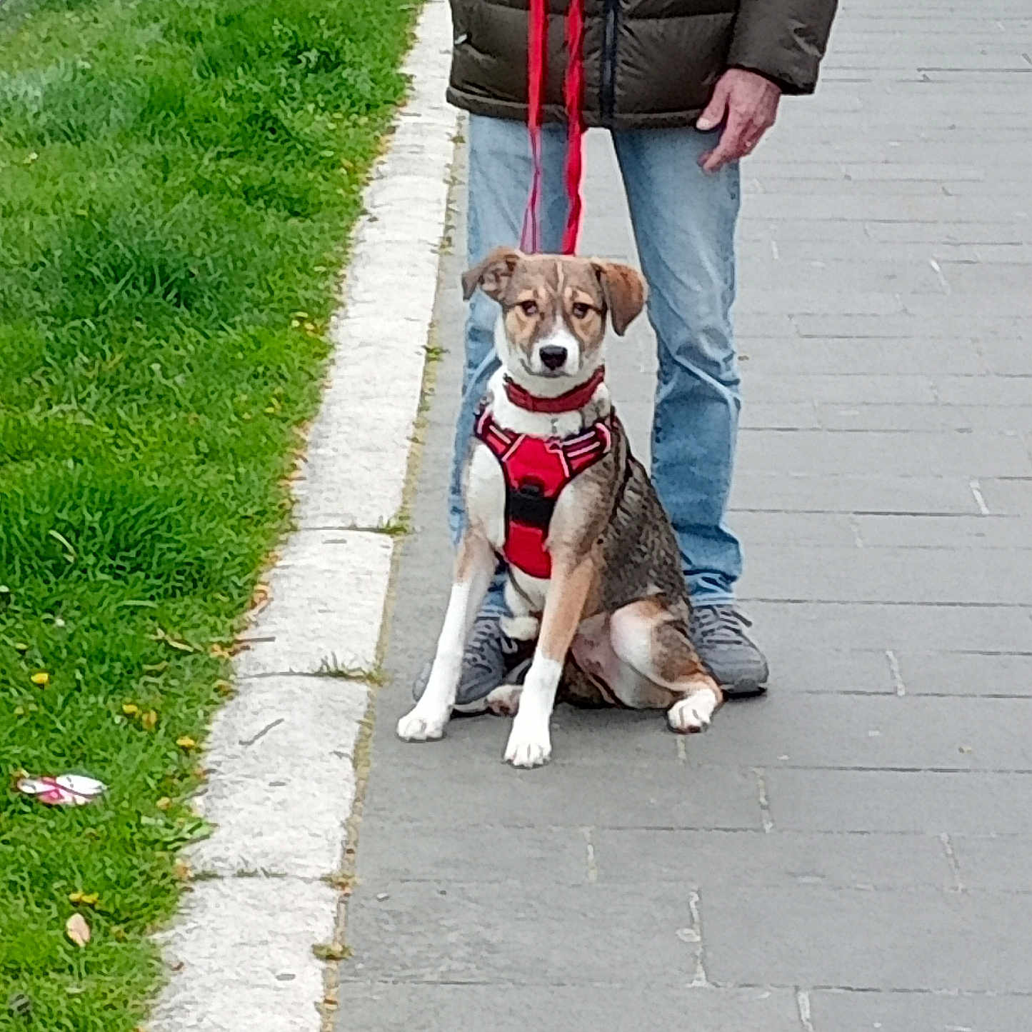 Kiara participe au concours pour gagner de l'argent avec cette photo : animal, casual_clothing, companion, daylight, dog, footwear, grass, harness, jacket, jeans, leash, outdoor, pavement, person, pet, rail_track, sidewalk, sitting, urban, walking