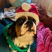 Husky joined the competition — help win amazing prizes! animal, black_fur, blanket, brown_fur, christmas, closeup, cozy, cute, dog, fur, green_sweater, holiday, indoor, looking_up, pet, pillow, portrait, santa_hat, soft_texture, white_fur