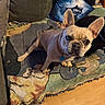dog, french_bulldog, pet, animal, sitting, portrait, indoors, living_room, rug, colorful, couch, pillow, cartoon, wooden_floor, ears, collar, blue_tag, short_hair, looking_at_camera, cute