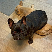 Glenn joined the competition — help win amazing prizes! dog, french_bulldog, puppy, three_dogs, black_dog, tan_dog, indoor, wooden_floor, floor, lying_down, sitting, portrait, close_up, ears, wrinkled_face, pet, companion_animal, home, relaxed, camera_gaze