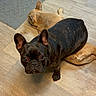 dog, french_bulldog, puppy, three_dogs, black_dog, tan_dog, indoor, wooden_floor, floor, lying_down, sitting, portrait, close_up, ears, wrinkled_face, pet, companion_animal, home, relaxed, camera_gaze