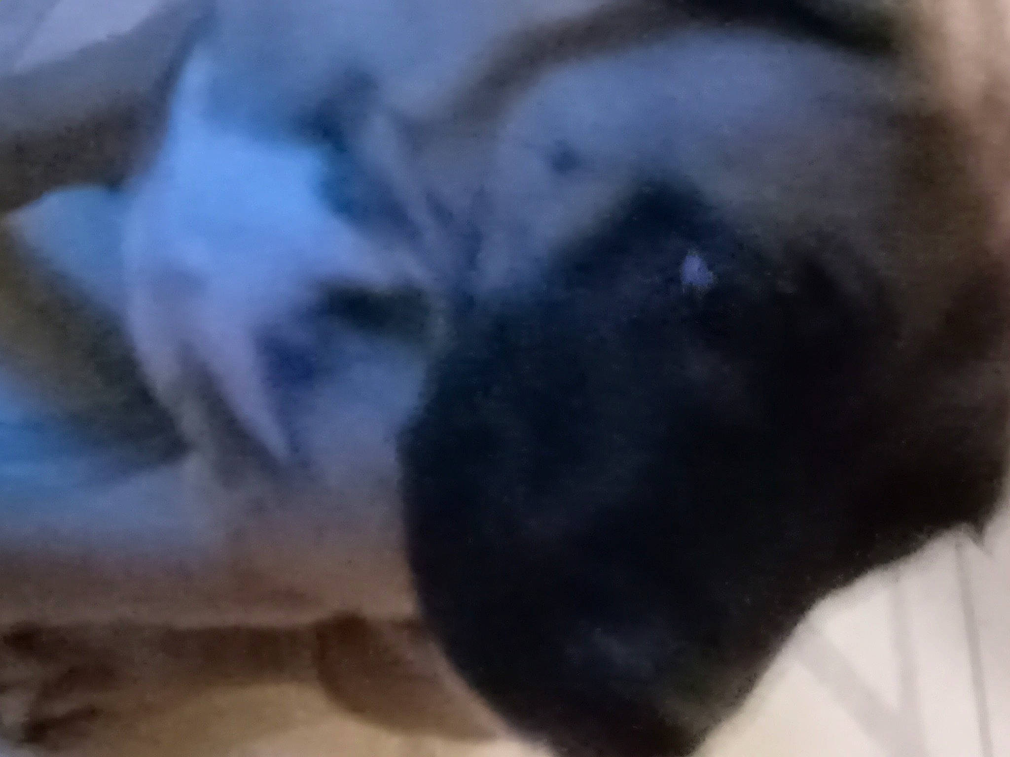 Sam Elliott joined the competition — help win amazing prizes! borador, canidae, carnivore, companion_dog, dog, dog_breed, fawn, fur, guard_dog, liver, non_sporting_group, paw, snout, sporting_group, tail, terrestrial_animal, whiskers, working_animal