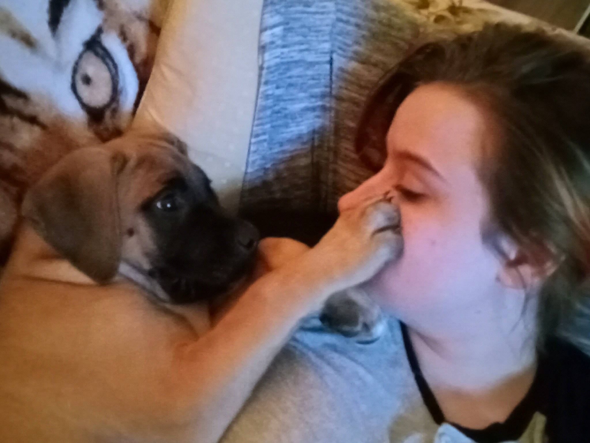 Sam Elliott is registered to the contest to win money with this photo: carnivore, comfort, companion_dog, dog, dog_breed, ear, eyelash, fawn, finger, fur, gesture, hand, happy, jaw, nail, nose, snout, toy_dog, whiskers, working_animal