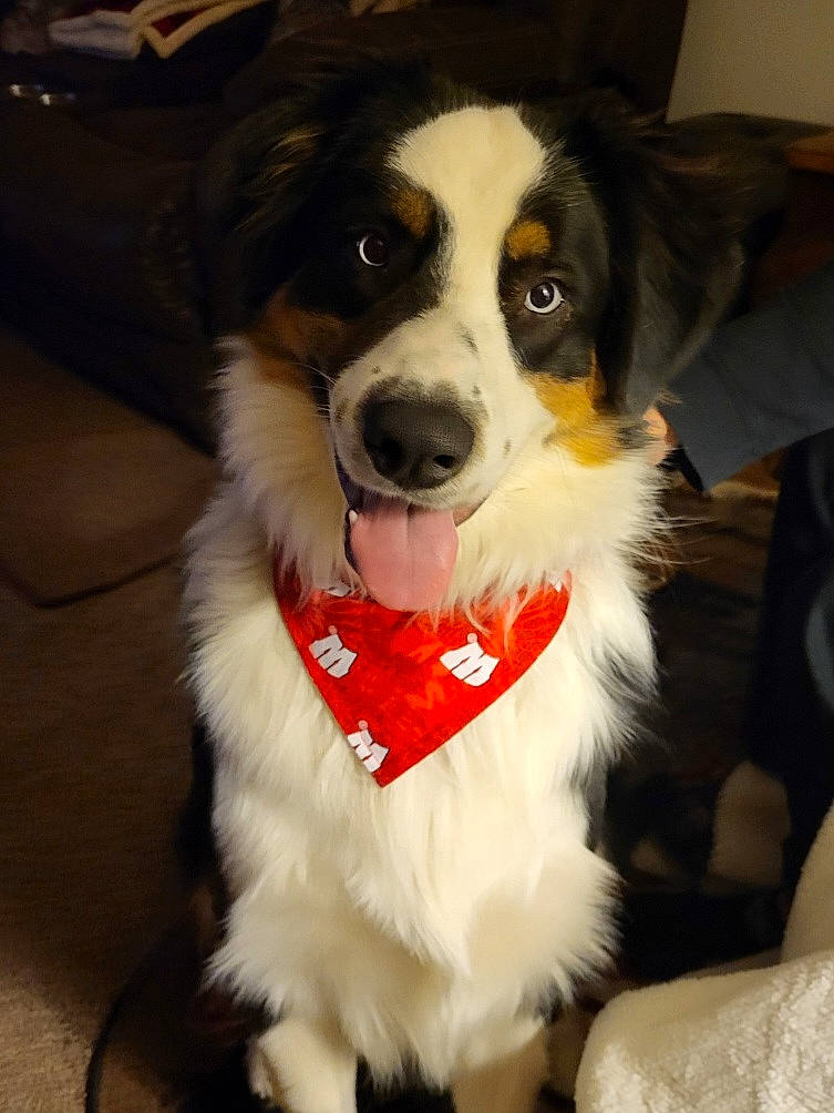 Blu joined the competition — help win amazing prizes! canidae, carnivore, chair, collar, companion_dog, dog, dog_breed, dog_collar, dog_supply, fur, herding_dog, snout, sporting_group, terrestrial_animal, whiskers, working_animal, working_dog