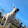 Nolla a rejoint le concours — aidez-le/la à gagner de superbes lots ! dog, white_dog, black_patch, sky, grass, chainlink_fence, house, paws, muzzle, low_angle, standing, alert, sunny, outdoors, pet, yard, whiskers, muscular, portrait, shadow