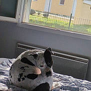 Nolla participe au concours pour gagner de l'argent avec cette photo : dog, pet, bed, blanket, sheets, window, house_outside, radiator, sunlight, spots, curled_up, looking_back, indoor, domestic, muzzle, ear, resting, fence, roof_tiles, trees
