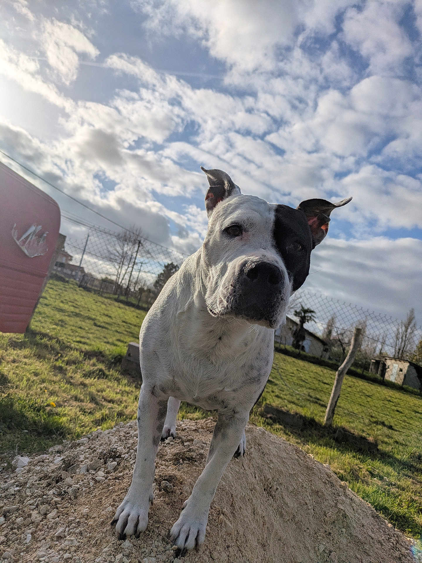 Nolla participe au concours pour gagner de l'argent avec cette photo : dog, pet, pitbull, canine, white_and_black, closeup, paws, muzzle, ears, outdoor, sky, clouds, grass, backyard, fence, sunlight, portrait, dirt_mound, curious, standing