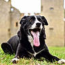 dog, black_and_white_dog, pet, animal, tongue_out, panting, happy, lying_down, grass, outdoor, castle, stone_building, historic_architecture, portrait, close_up, floppy_ears, white_markings, black_fur, greenery, shallow_depth_of_field