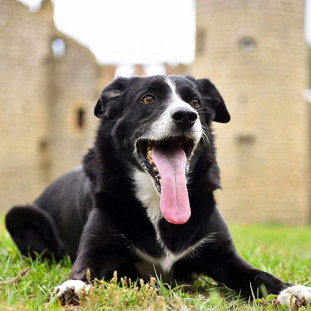 Talya a rejoint le concours — aidez-le/la à gagner de superbes lots ! dog, black_and_white_dog, pet, animal, tongue_out, panting, happy, lying_down, grass, outdoor, castle, stone_building, historic_architecture, portrait, close_up, floppy_ears, white_markings, black_fur, greenery, shallow_depth_of_field