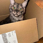 Gabriella joined the competition — help win amazing prizes! cat, cardboard_box, yellow_eyes, fur, pet, curious, indoor, animal, feline, whiskers, ears, looking_up, close_up, domestic_cat, box, brown, tabby, cute, playful, cozy