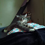 Chloe joined the competition — help win amazing prizes! cat, tabby, stretching, indoor, bed, blanket, floral_pattern, relaxed, pet, fur, whiskers, paws, sleepy, domestic_animal, cozy, resting, cute, animal, feline, comfort