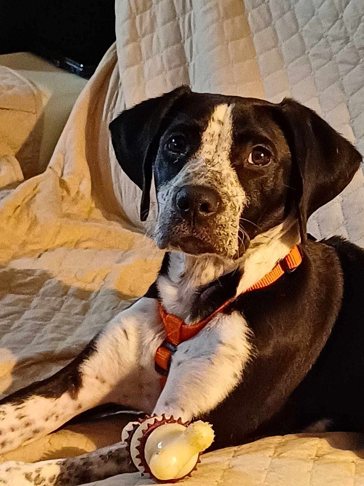 Vick participe au concours pour gagner de l'argent avec cette photo : dog, pet, black_and_white, orange_harness, toy, couch, quilted_blanket, indoor, resting, animal, canine, fur, ears, snout, paws, looking, domestic, companion, relaxed, furniture