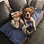 Vick a rejoint le concours — aidez-le/la à gagner de superbes lots ! dog, beagle, couch, blanket, pet, indoor, relaxed, lying_down, fur, collar, harness, black_and_white, brown, white, patterned_rug, cushion, home, animal, cute, companion