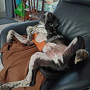 Vick a rejoint le concours — aidez-le/la à gagner de superbes lots ! dog, spotted_dog, orange_harness, black_leather_chair, brown_blanket, relaxed, indoor, living_room, furniture, paws_up, lying_down, pet, canine, home, tiles, chair, table, domestic, resting, fur