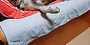 Filou a rejoint le concours — aidez-le/la à gagner de superbes lots ! dog, sleeping, bed, towel, pillow, indoor, relaxed, canine, resting, fur, pet, cozy, home, wooden_furniture, blanket, comfort, animal, domestic_animal, lying_down, peaceful