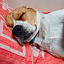 Filou participe au concours pour gagner de l'argent avec cette photo : dog, sleeping, closeup, beagle, rest, pet, fur, snout, collar, indoors, cozy, relaxed, towel, soft, cute, animal, peaceful, nap, canine, companion
