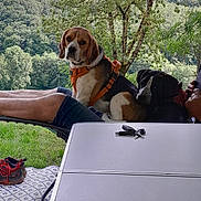Filou participe au concours pour gagner de l'argent avec cette photo : dog, outdoor, nature, greenery, person, relaxing, harness, table, keys, shoes, grass, hill, tree, canine, resting, summer, vacation, scenic, lap, companionship
