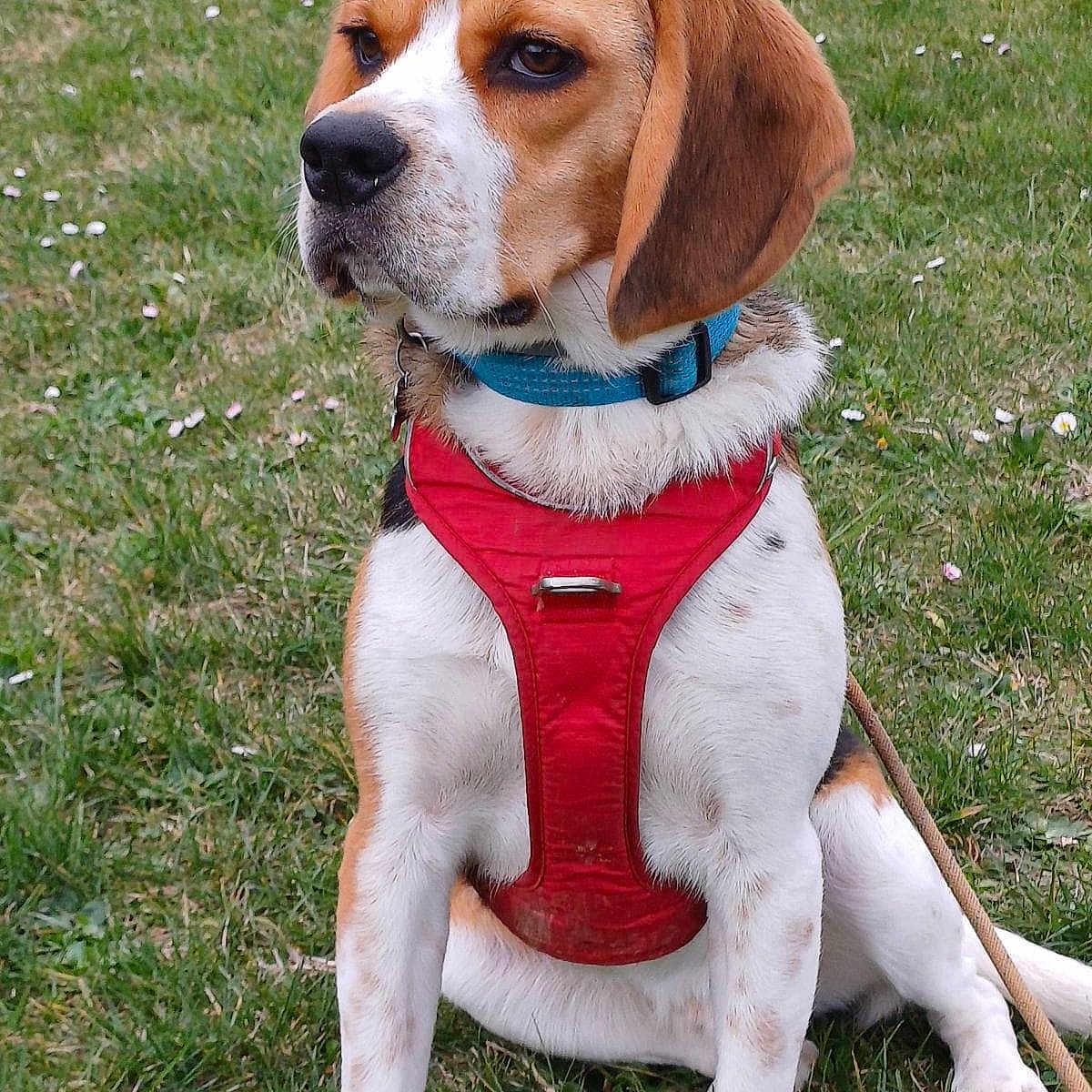 Filou a rejoint le concours — aidez-le/la à gagner de superbes lots ! alert, animal, beagle, black, brown, canine, collar, cute, dog, ears, field, grass, harness, leash, mammal, nature, outdoor, pet, sitting, white