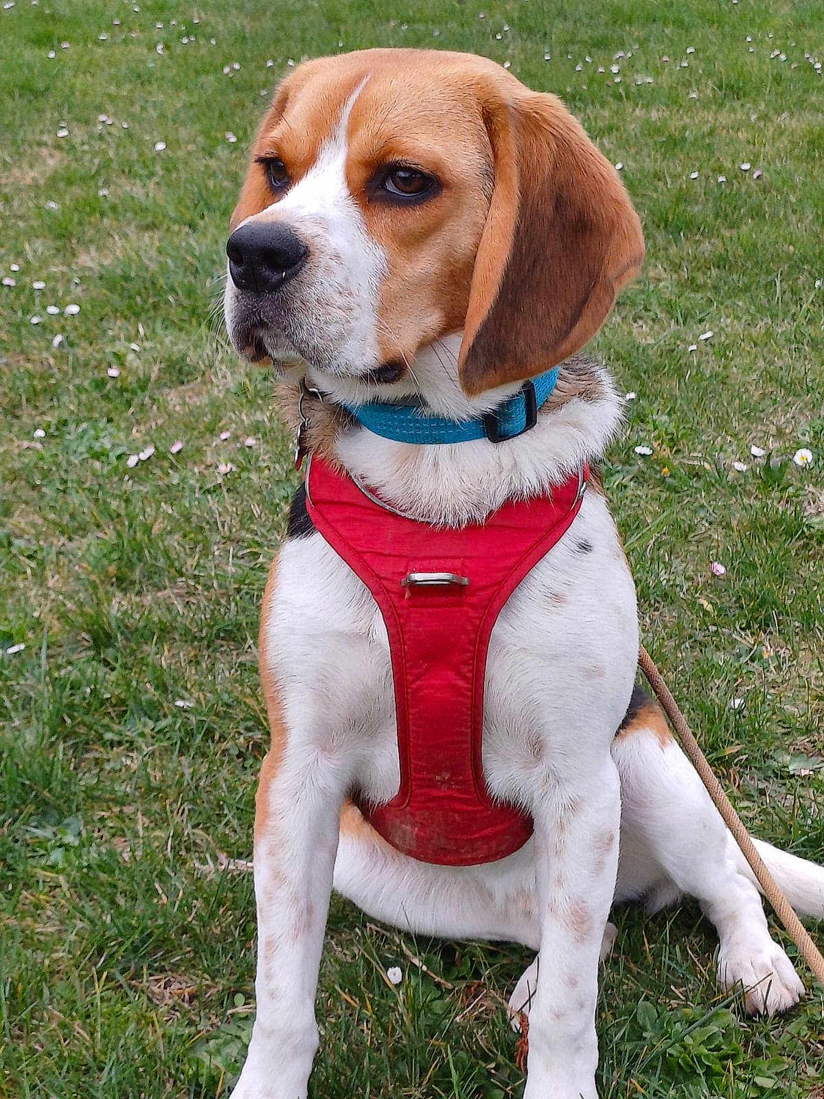 Filou a rejoint le concours — aidez-le/la à gagner de superbes lots ! dog, beagle, harness, collar, pet, animal, grass, outdoor, sitting, canine, brown, white, black, ears, leash, nature, field, mammal, cute, alert