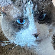 Lilbit is registered to the contest to win money with this photo: cat, close_up, blue_eyes, whiskers, fur, pet, animal, mammal, face, portrait, indoor, domestic_cat, feline, cute, soft, white, gray, nose, ears, alert