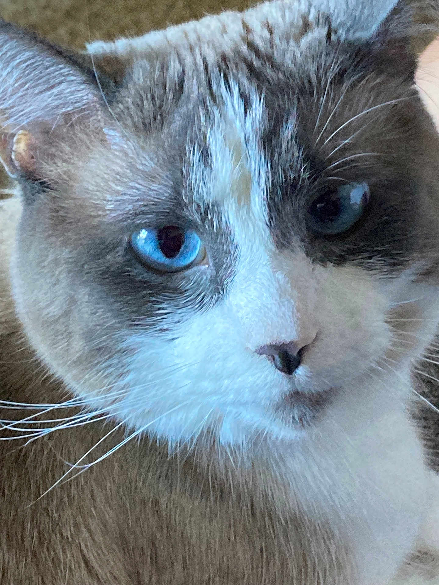 Lilbit is registered to the contest to win money with this photo: cat, close_up, blue_eyes, whiskers, fur, pet, animal, mammal, face, portrait, indoor, domestic_cat, feline, cute, soft, white, gray, nose, ears, alert