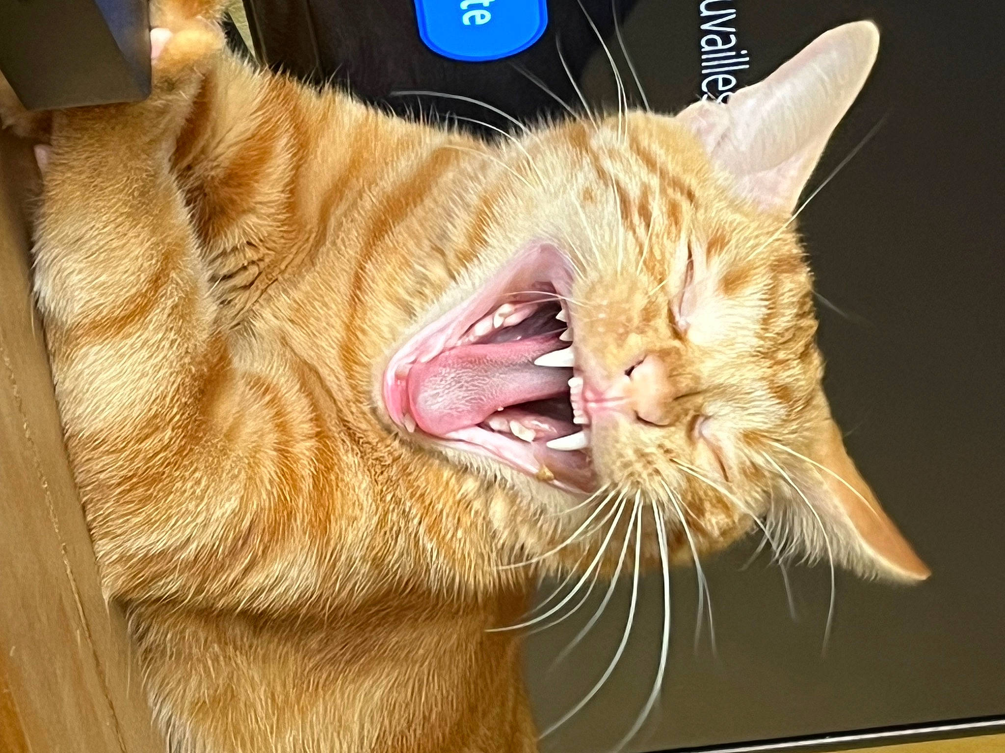 Tigrou participe au concours pour gagner de l'argent avec cette photo : carnivore, cat, claw, collar, domestic_short_haired_cat, ear, fang, felidae, fur, gesture, jaw, paw, roar, small_to_medium_sized_cats, snout, tail, tooth, whiskers, window, yawn