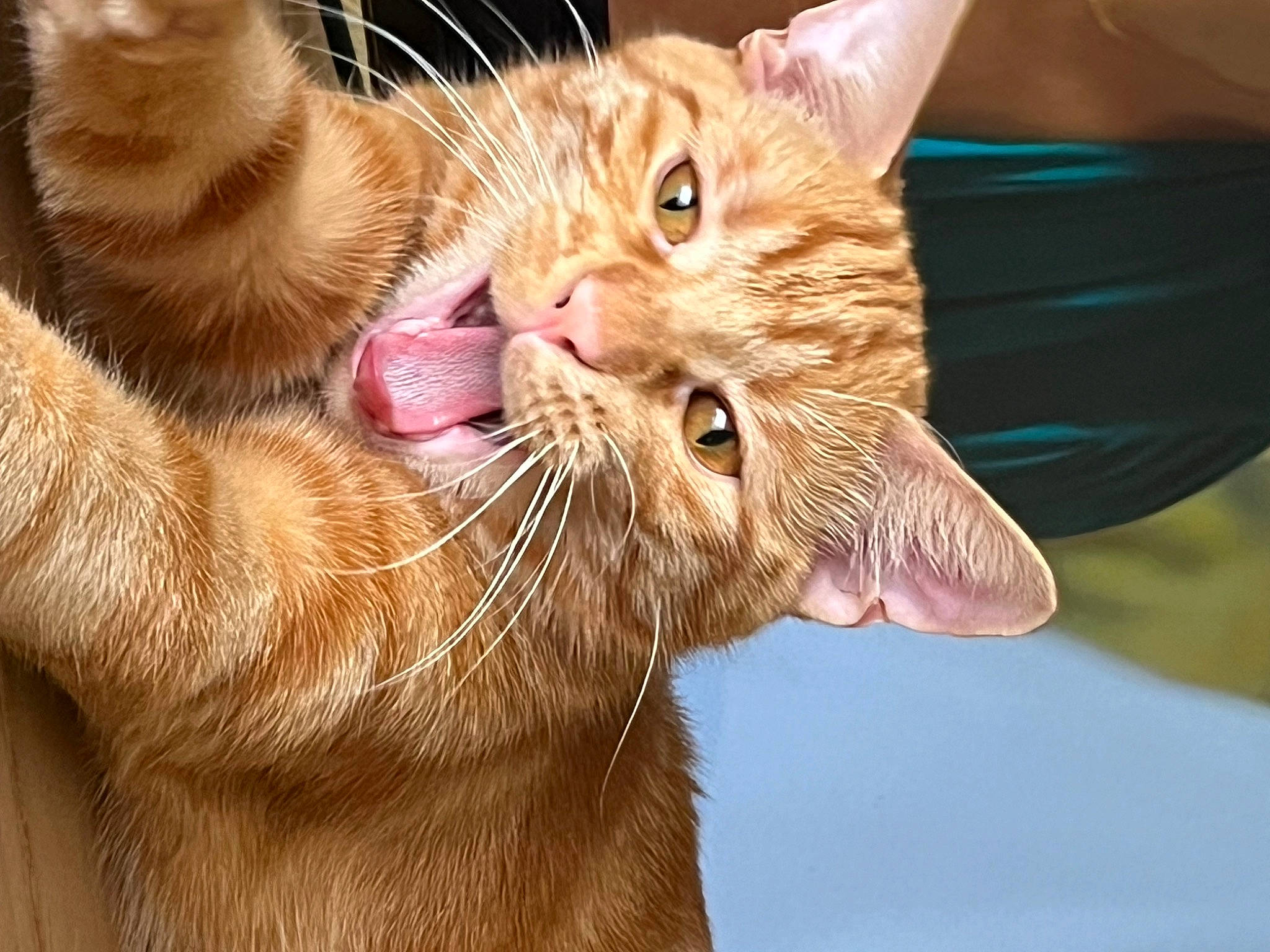 Tigrou a rejoint le concours — aidez-le/la à gagner de superbes lots ! carnivore, cat, claw, comfort, domestic_short_haired_cat, ear, eyelash, fawn, felidae, fur, gesture, nail, paw, small_to_medium_sized_cats, snout, tail, whiskers, wildlife, window