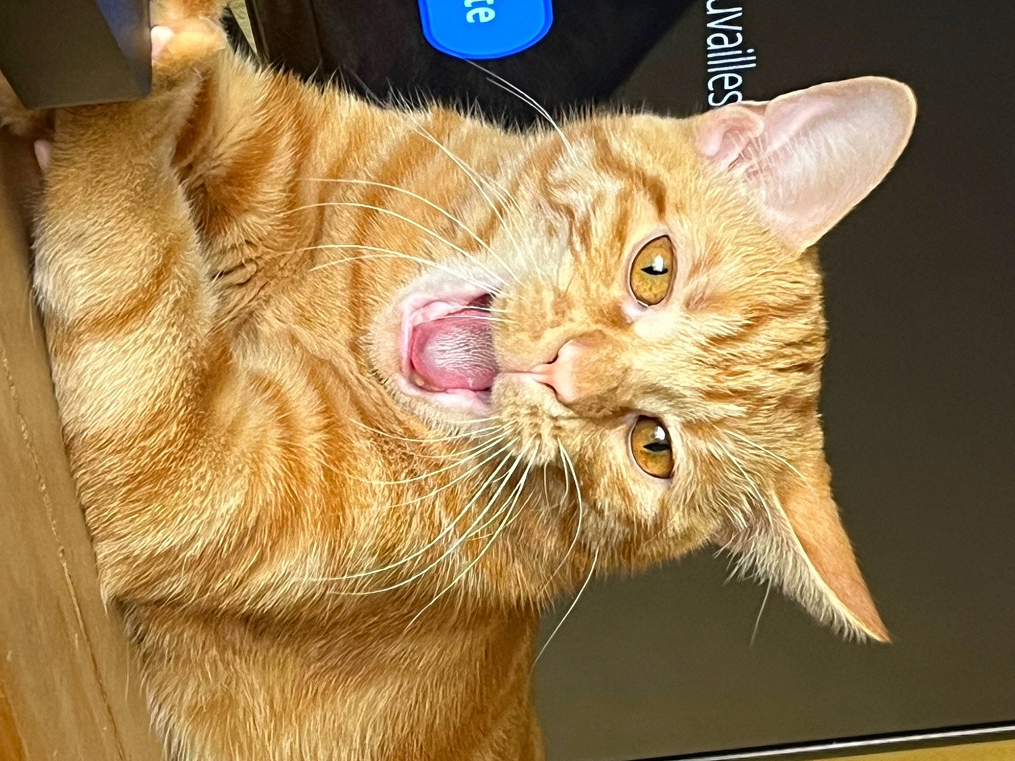 Tigrou a rejoint le concours — aidez-le/la à gagner de superbes lots ! carnivore, cat, claw, collar, domestic_short_haired_cat, ear, eye, fang, felidae, fur, paw, photo_caption, small_to_medium_sized_cats, snout, tail, terrestrial_animal, whiskers, wildlife, window, wood