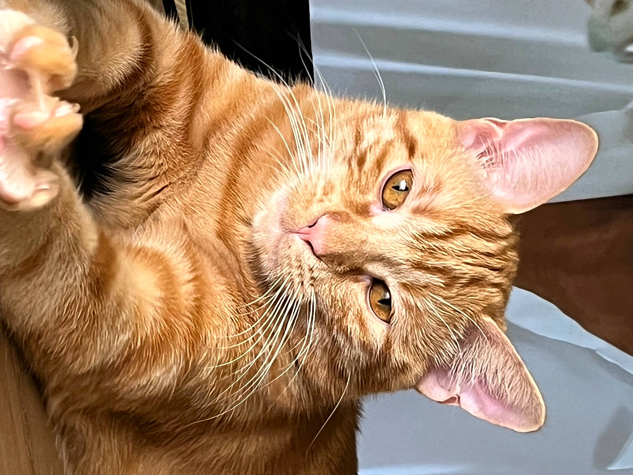 Tigrou