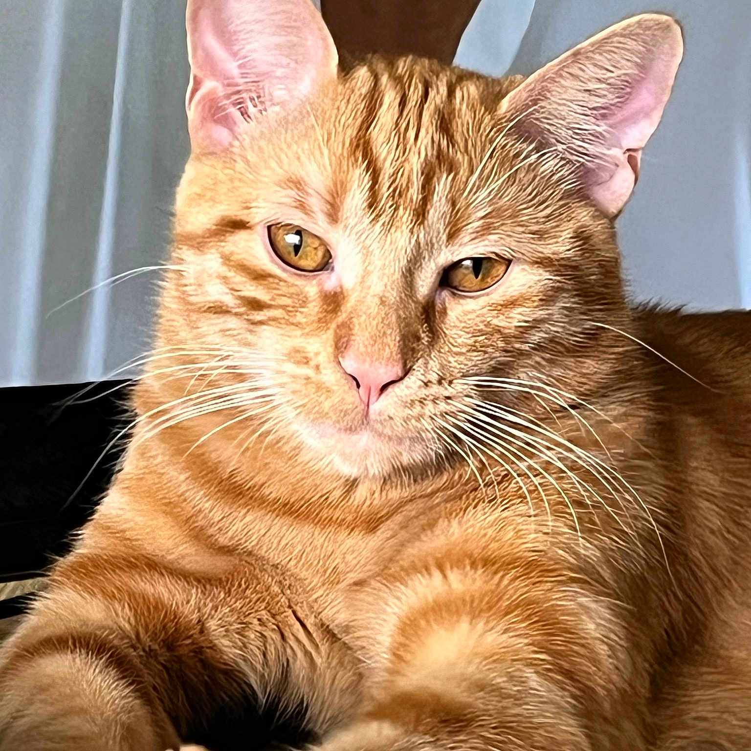 Tigrou