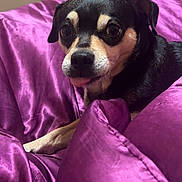 Bella is registered to the contest to win money with this photo: animal, bed, bedding, bedroom, canine, comfort, cozy, cute, decorations, dog, dresser, fur, furniture, indoor, looking, pet, purple, resting, small_dog, tongue_out