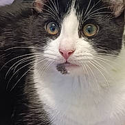 Onyx a rejoint le concours — aidez-le/la à gagner de superbes lots ! animal, black_and_white, blurred_background, cat, close_up, curious, ears, eyes, face, feline, fur, indoor, looking, muzzle, nose, pet, portrait, soft_light, tuxedo_cat, whiskers