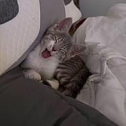 Gumball is registered to the contest to win money with this photo: kitten, cat, gray_tabby, sleepy, yawning, blanket, bed, cozy, pillow, indoor, pet, animal, cute, fur, whiskers, relaxed, domestic_cat, resting, small_animal, feline