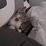 kitten, cat, gray_tabby, sleepy, yawning, blanket, bed, cozy, pillow, indoor, pet, animal, cute, fur, whiskers, relaxed, domestic_cat, resting, small_animal, feline