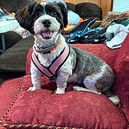 Kiara joined the competition — help win amazing prizes! animal, blanket, canine, collar, cozy, cushion, dog, domestic_animal, fur, happy, indoor, living_room, pet, pink_harness, red_cushion, sitting, small_dog, smiling, sofa, wood_paneling