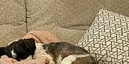 Kiara is registered to the contest to win money with this photo: blanket, brown, comfort, couch, cozy, dog, domestic_animal, fur, furniture, home, indoor, nap, pet, pillow, quiet, relaxation, resting, sleeping, small_dog, white