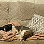 blanket, brown, comfort, couch, cozy, dog, domestic_animal, fur, furniture, home, indoor, nap, pet, pillow, quiet, relaxation, resting, sleeping, small_dog, white