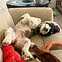 Kiara is registered to the contest to win money with this photo: beige, carpet, chair, collar, couch, cozy, cute, dog, fluffy, furniture, home, indoor, living_room, pet, plant, playful, relaxed, sleeping, table, toy