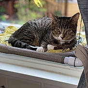 Tom joined the competition — help win amazing prizes! blanket, bokeh, cat, collar, cozy, furniture, hammock, home_interior, indoor, ledge, paws, pet, portrait, relaxed, shallow_depth_of_field, sitting, sunlight, tabby_cat, whiskers, window