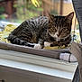 blanket, bokeh, cat, collar, cozy, furniture, hammock, home_interior, indoor, ledge, paws, pet, portrait, relaxed, shallow_depth_of_field, sitting, sunlight, tabby_cat, whiskers, window
