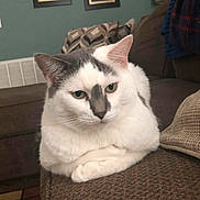 Theo joined the competition — help win amazing prizes! cat, feline, pet, loaf, couch, indoor, living_room, pillow, whiskers, green_wall, white_fur, gray_fur, eyes, relaxed, portrait, closeup, sofa, fur_pattern, ear, nose_mark