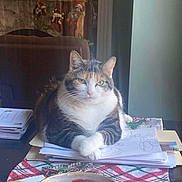 Winslow is registered to the contest to win money with this photo: calico_cat, cat, chair, cozy, crossed_paws, curtain, green_eyes, holiday_decor, indoor, loaf_pose, mail, papers, pet, placemat, plate, portrait, sitting, table, whiskers, window_light