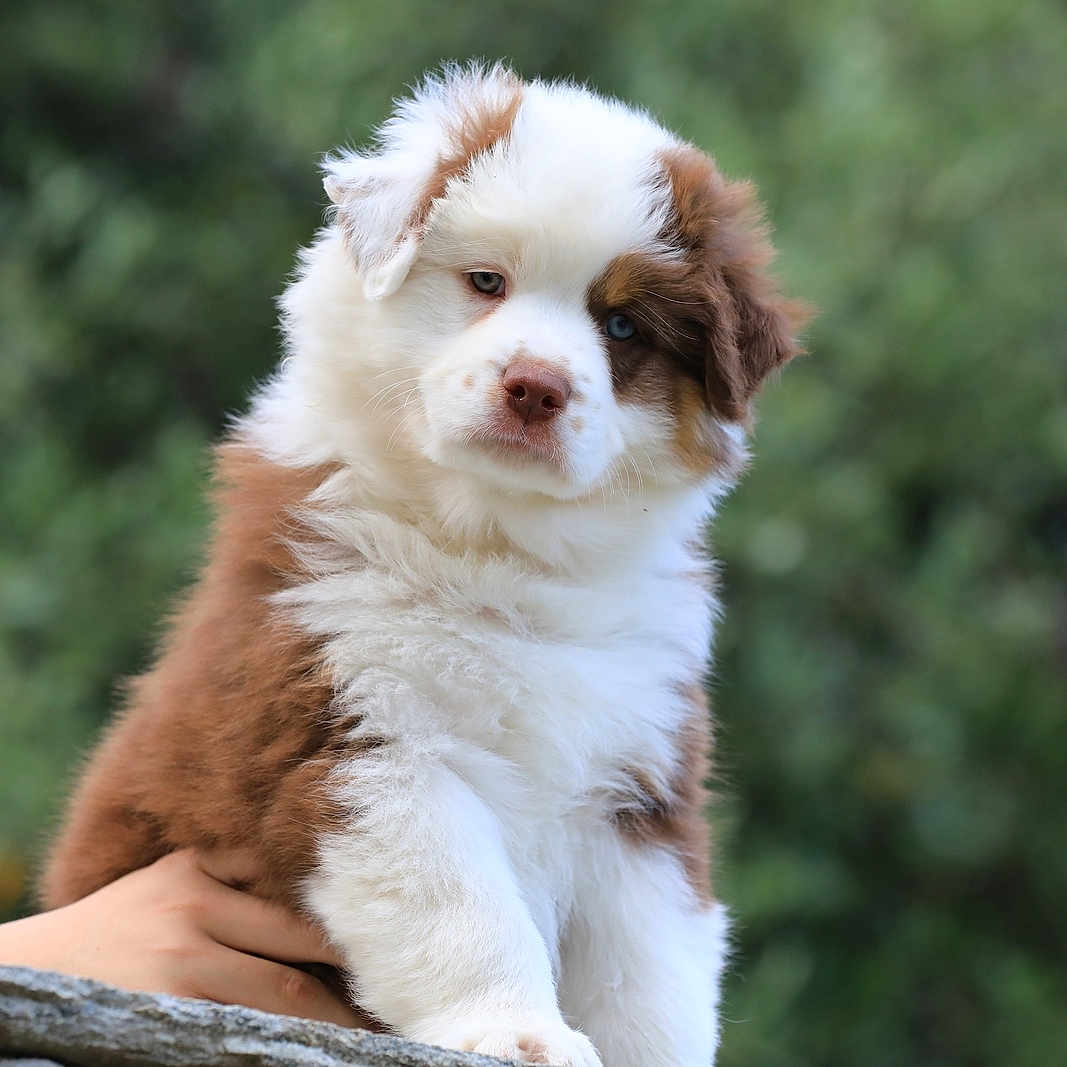 Shadow participe au concours pour gagner de l'argent avec cette photo : adorable, animal, background_blur, blue_eyes, brown, canine, cute, dog, fluffy, furry, hand, mammal, nature, outdoor, pet, portrait, puppy, white, young, young_animal