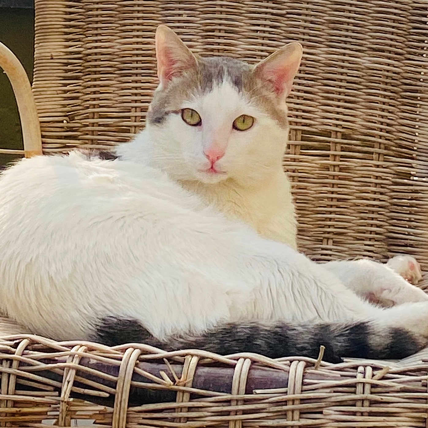 Willow participe au concours pour gagner de l'argent avec cette photo : animal, calm, cat, chair, closeup, cozy, daylight, domestic_animal, feline, gray_fur, looking, natural_light, outdoor, pet, relaxed, resting, seat, texture, white_fur, wicker_chair