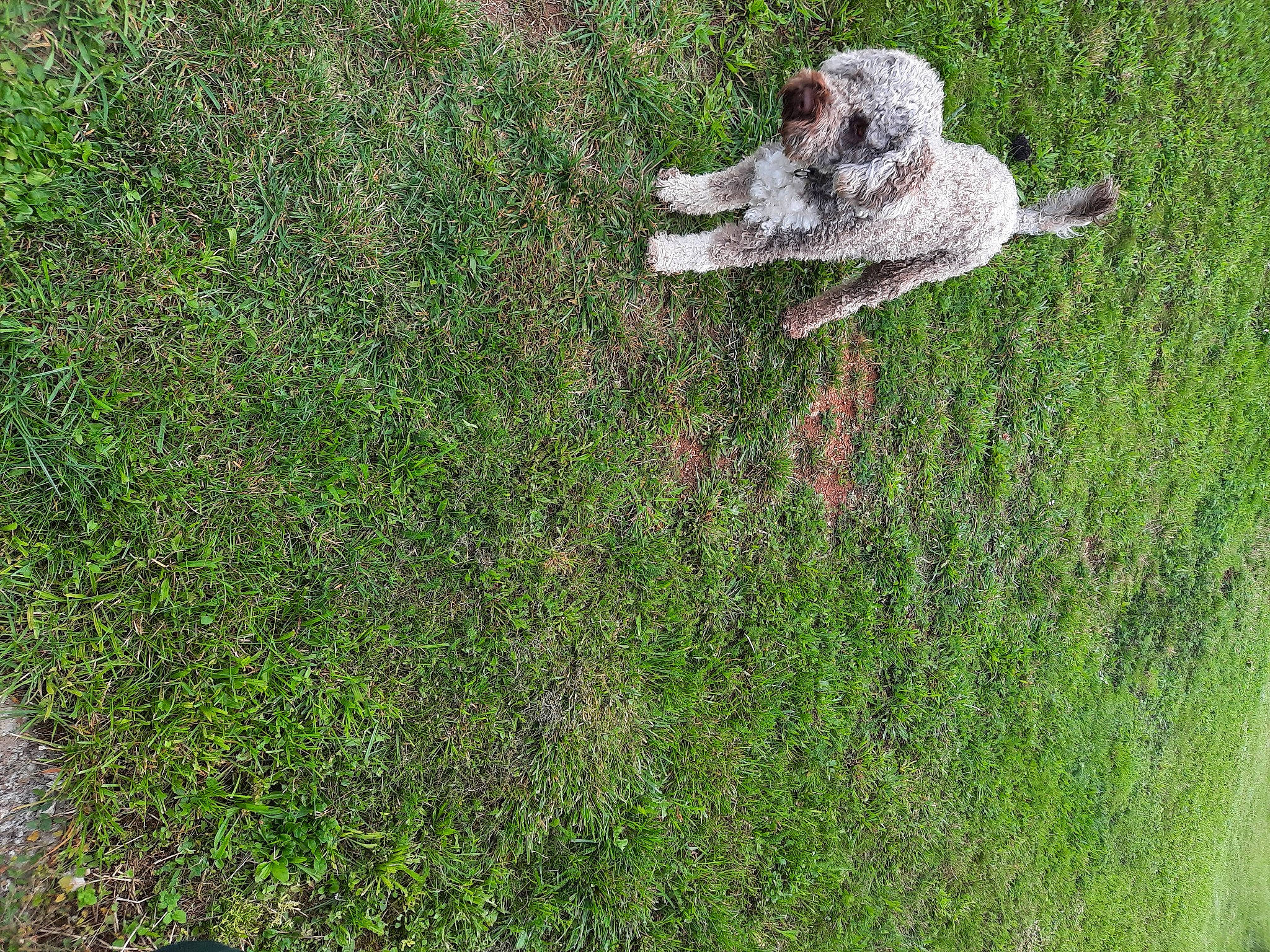Ping Pong a rejoint le concours — aidez-le/la à gagner de superbes lots ! canidae, carnivore, companion_dog, dog, dog_breed, grass, grass_family, grassland, groundcover, lawn, meadow, pasture, people_in_nature, plant, prairie, shrub, soil, sporting_group, terrier, toy_dog