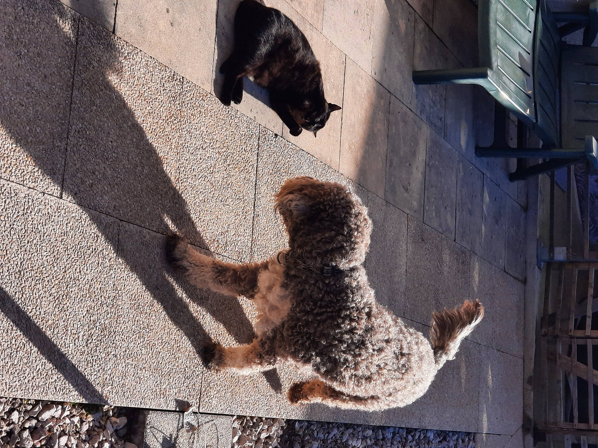 Ping Pong participe au concours pour gagner de l'argent avec cette photo : art, carnivore, facade, fawn, felidae, flooring, mammal, plant, road_surface, sculpture, sidewalk, small_to_medium_sized_cats, snout, street, tail, tree, vertebrate, water, window, wood