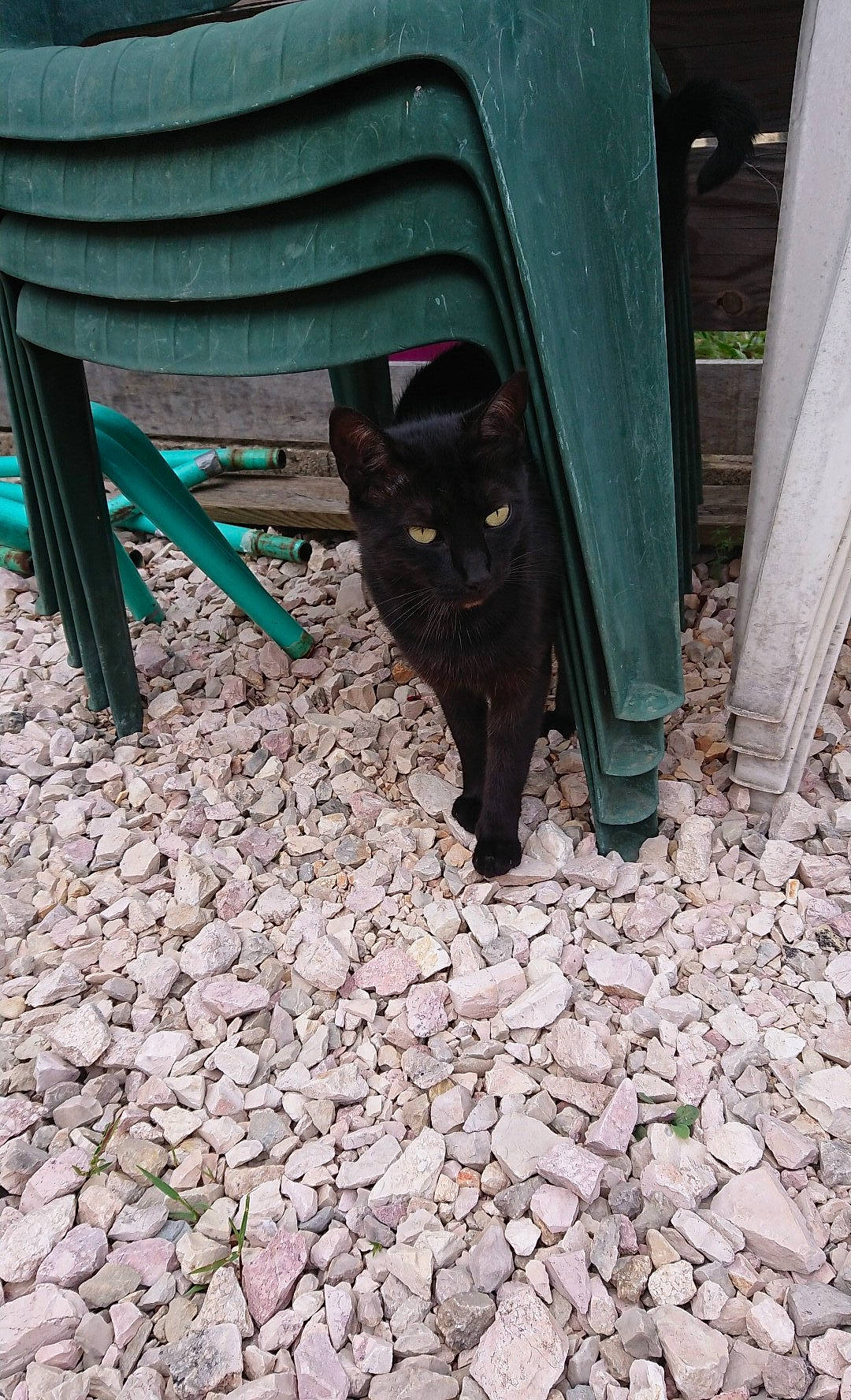 Morphee a rejoint le concours — aidez-le/la à gagner de superbes lots ! asian, black_cat, carnivore, cat, domestic_short_haired_cat, felidae, kitten, leg, polydactyl_cat, small_to_medium_sized_cats, tail, whiskers