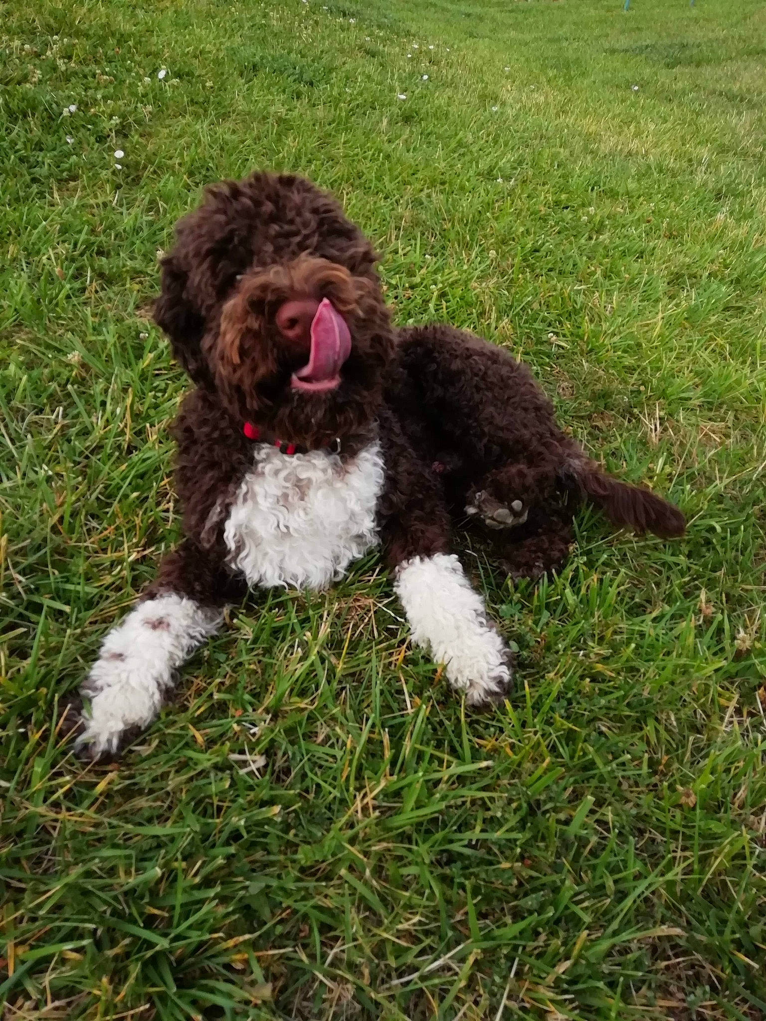 Ping-pong participe au concours pour gagner de l'argent avec cette photo : barbet, canidae, carnivore, cockapoo, companion_dog, dog, dog_breed, labradoodle, lagotto_romagnolo, mammal, miniature_poodle, poodle_crossbreed, portuguese_water_dog, puppy, rare_breed_dog, spanish_water_dog, sporting_group, vertebrate, water_dog, wetterhoun