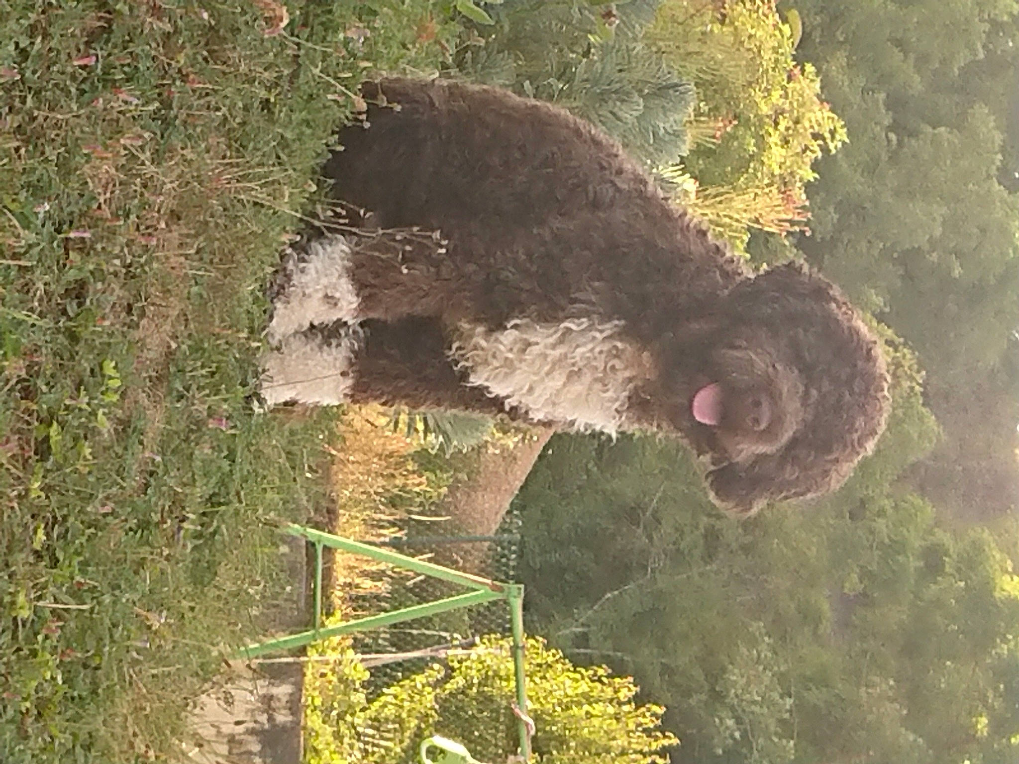 Ping-pong a rejoint le concours — aidez-le/la à gagner de superbes lots ! grass, plant, snout, tree