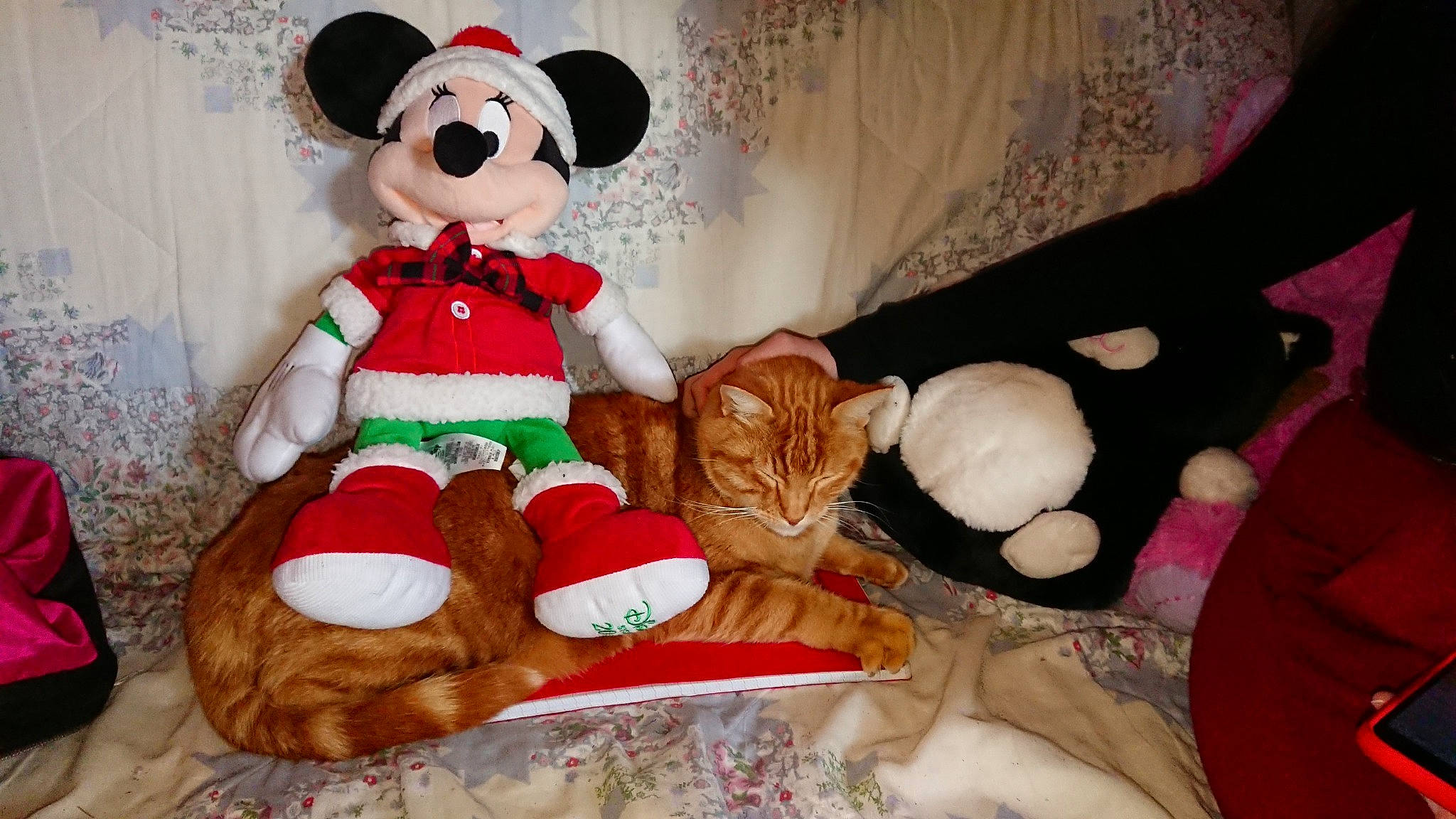 Garfilde participe au concours pour gagner de l'argent avec cette photo : christmas, christmas_eve, doll, fictional_character, plush, red, stuffed_toy, teddy_bear, textile, toy